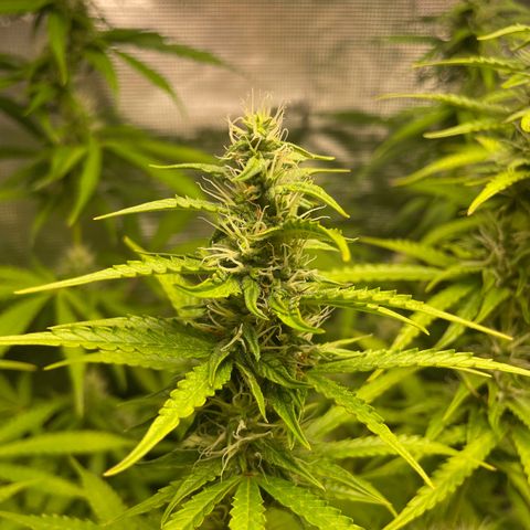 Blue Cheese Auto growlog timeline photo