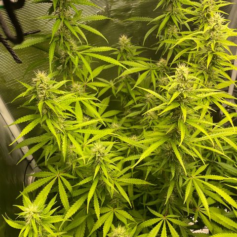 Blue Cheese Auto growlog timeline photo