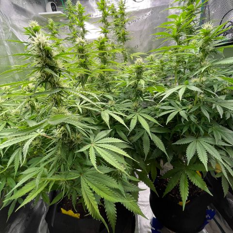 Blue Cheese Auto growlog timeline photo
