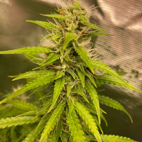 Blue Cheese Auto growlog timeline photo