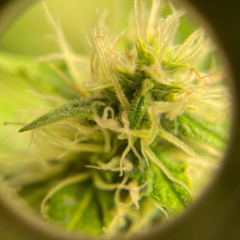 Blue Cheese Auto growlog timeline photo