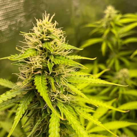 Blue Cheese Auto growlog timeline photo