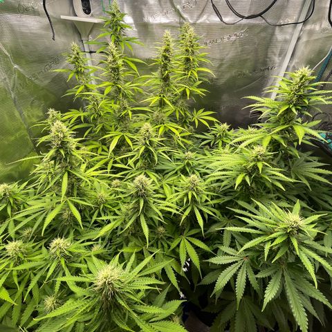 Blue Cheese Auto growlog timeline photo