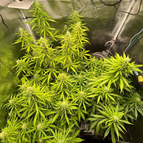 Blue Cheese Auto growlog timeline photo