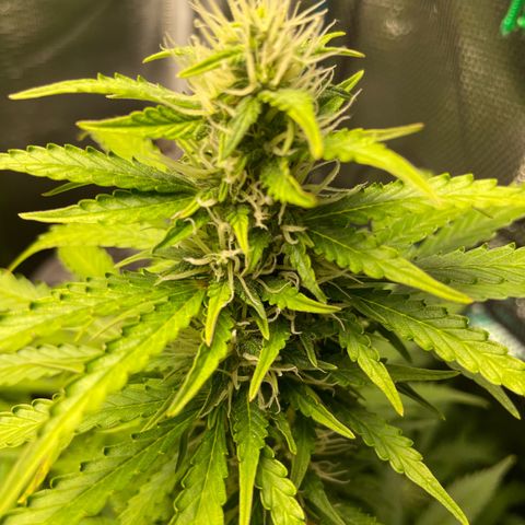 Blue Cheese Auto growlog timeline photo