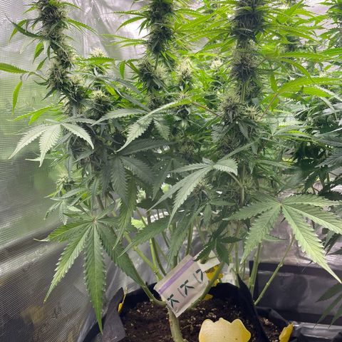 Blue Cheese Auto growlog timeline photo