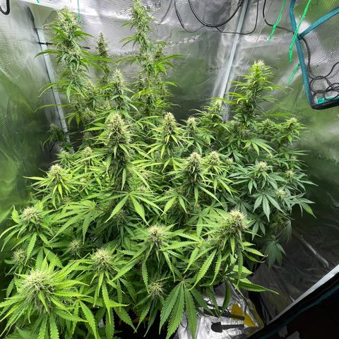 Blue Cheese Auto growlog timeline photo
