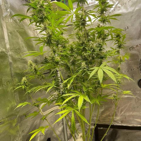 Blue Cheese Auto growlog timeline photo