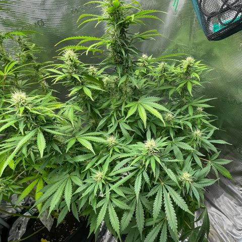 Blue Cheese Auto growlog timeline photo