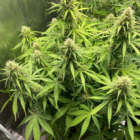 Blue Cheese Auto growlog timeline photo