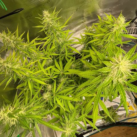 Blue Cheese Auto growlog timeline photo