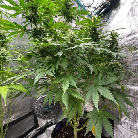 Blue Cheese Auto growlog timeline photo