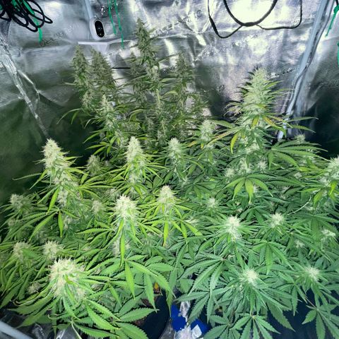 Blue Cheese Auto growlog timeline photo