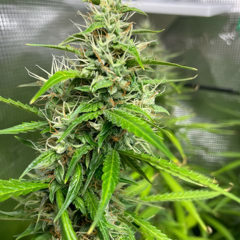 Blue Cheese Auto growlog timeline photo