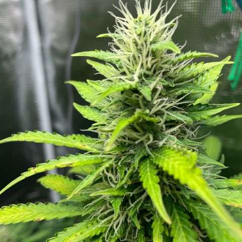 Blue Cheese Auto growlog timeline photo