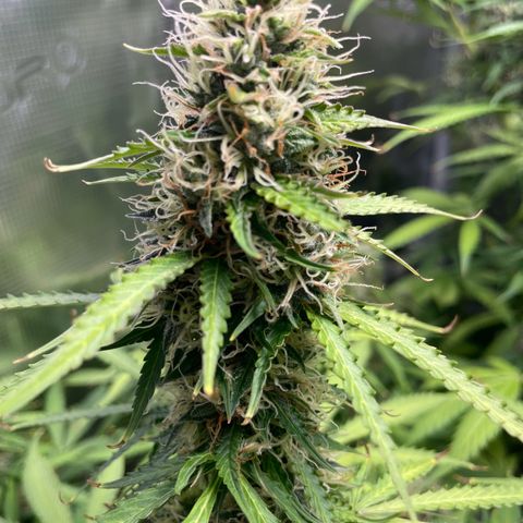 Blue Cheese Auto growlog timeline photo