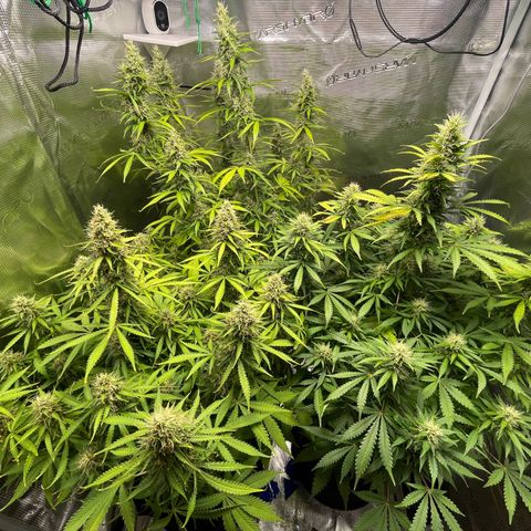 Blue Cheese Auto growlog timeline photo