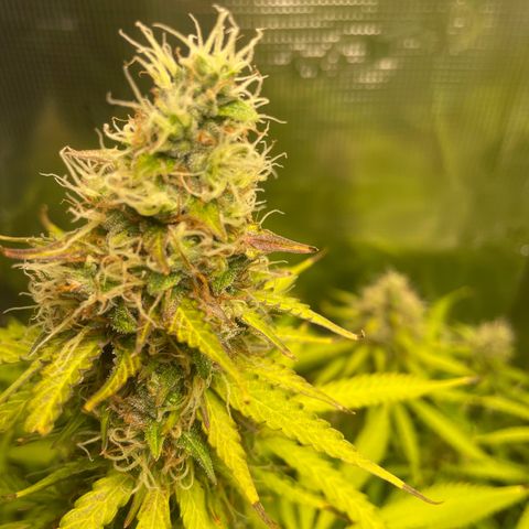 Blue Cheese Auto growlog timeline photo