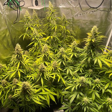 Blue Cheese Auto growlog timeline photo