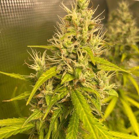 Blue Cheese Auto growlog timeline photo