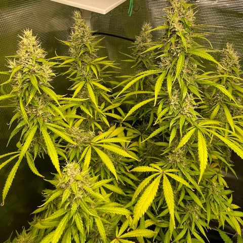 Blue Cheese Auto growlog timeline photo