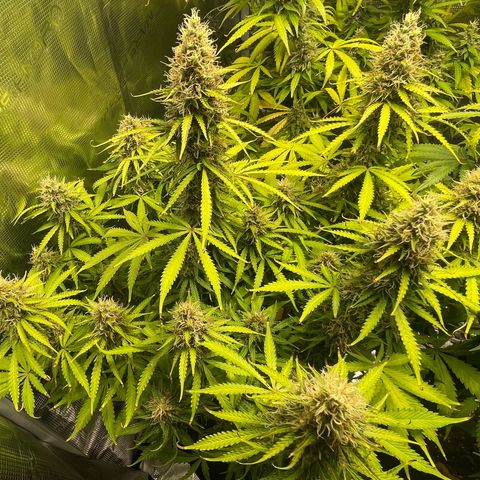 Blue Cheese Auto growlog timeline photo