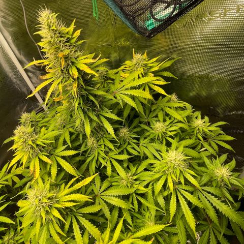 Blue Cheese Auto growlog timeline photo