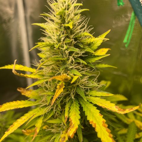 Blue Cheese Auto growlog timeline photo