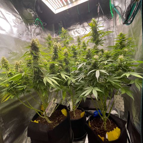 Blue Cheese Auto growlog timeline photo