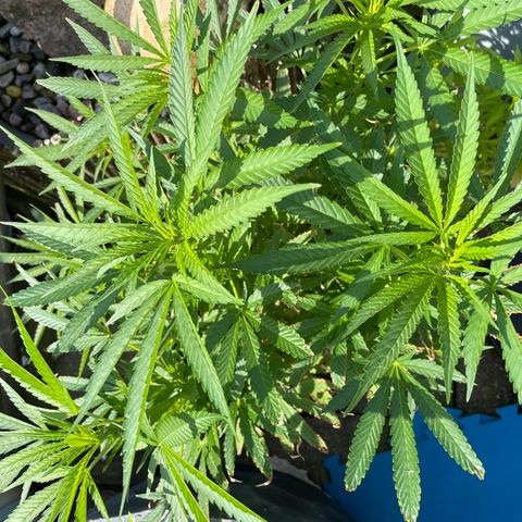 Frisian Dew #1 growlog timeline photo
