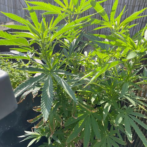 Frisian Dew #1 growlog timeline photo