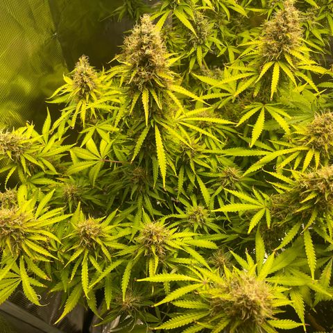 Blue Cheese Auto growlog timeline photo