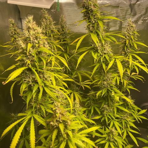 Blue Cheese Auto growlog timeline photo