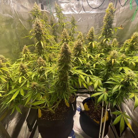 Blue Cheese Auto growlog timeline photo