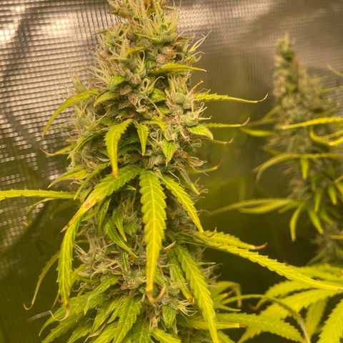 Blue Cheese Auto growlog timeline photo