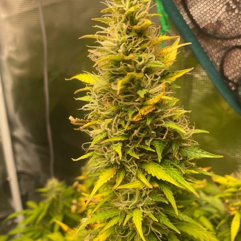 Blue Cheese Auto growlog timeline photo
