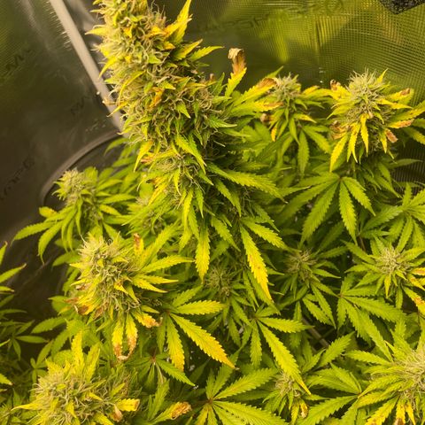 Blue Cheese Auto growlog timeline photo