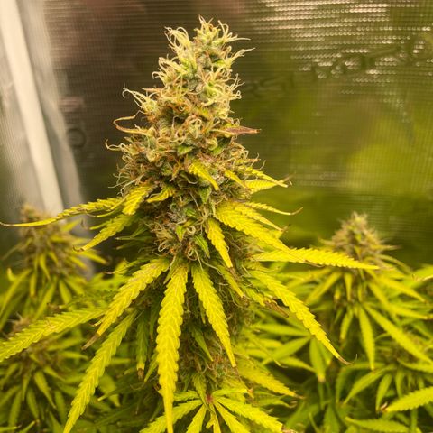 Blue Cheese Auto growlog timeline photo