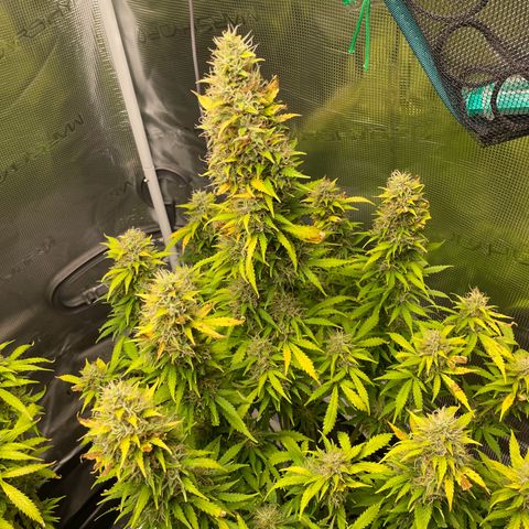Blue Cheese Auto growlog timeline photo