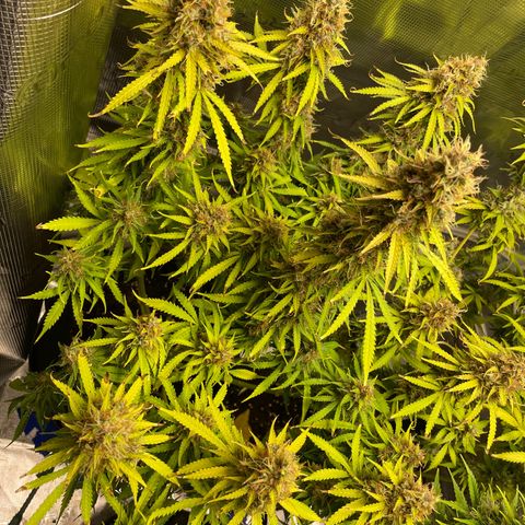 Blue Cheese Auto growlog timeline photo