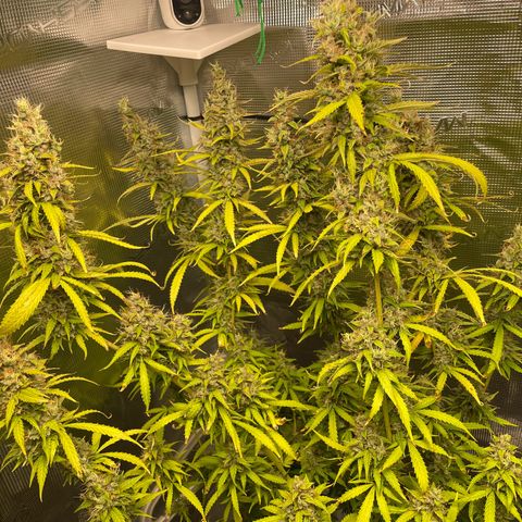 Blue Cheese Auto growlog timeline photo