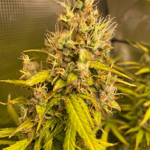 Blue Cheese Auto growlog timeline photo