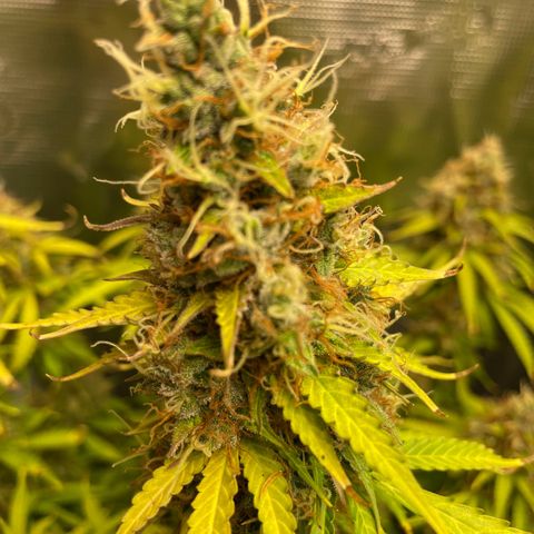 Blue Cheese Auto growlog timeline photo