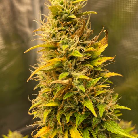Blue Cheese Auto growlog timeline photo