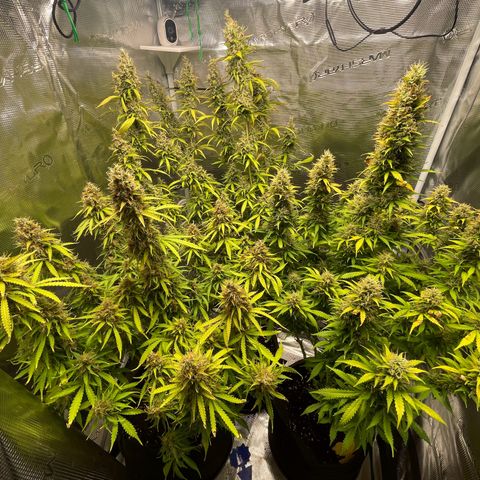 Blue Cheese Auto growlog timeline photo