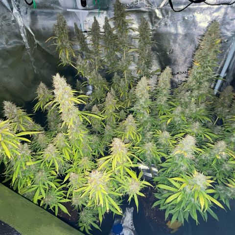 Blue Cheese Auto growlog timeline photo