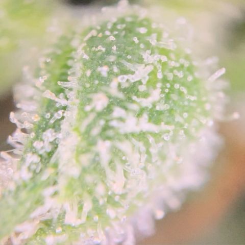 Blue Cheese Auto growlog timeline photo