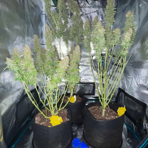 Blue Cheese Auto growlog timeline photo
