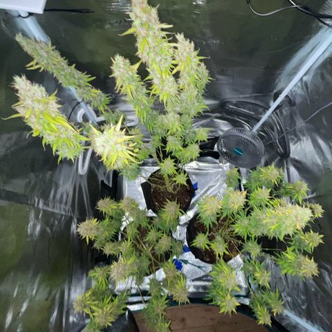 Blue Cheese Auto growlog timeline photo