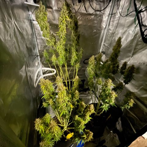 Blue Cheese Auto growlog timeline photo